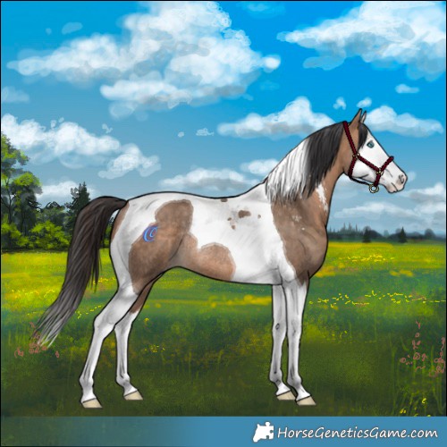 Horse Color:Bay Dun Sabino Splash Tobiano Rabicano 