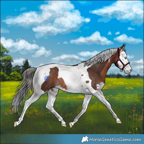 Horse Color:Brown Sabino Splash Tobiano Rabicano