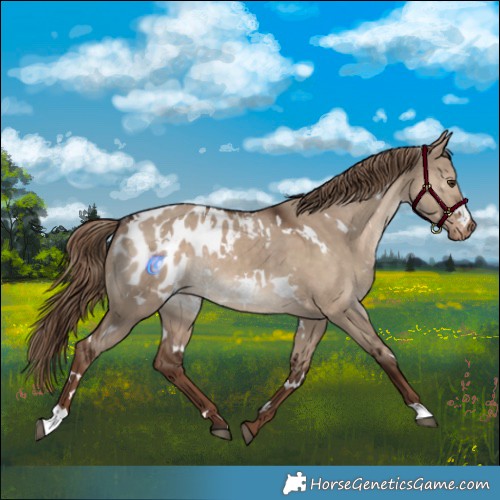 Horse Color:White Spotted Liver Red Dun Appaloosa Rabicano