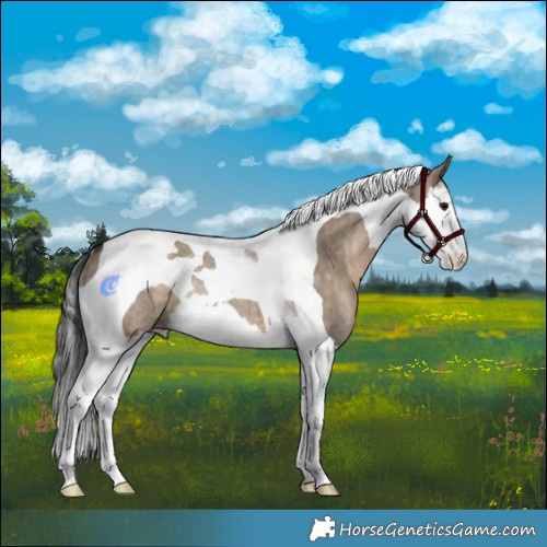 Horse Color:Brown Dun Splash Tobiano Appaloosa Rabicano 