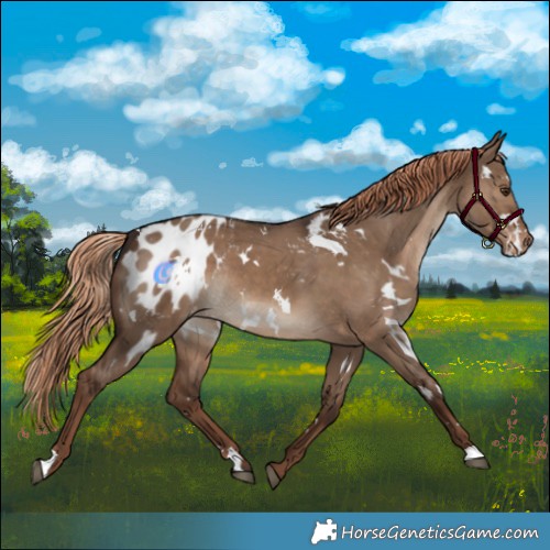 Horse Color:White Spotted Liver Red Dun Appaloosa Rabicano