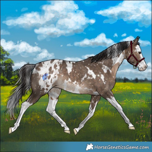 Horse Color:White Spotted Brown Dun Splash Appaloosa Rabicano 