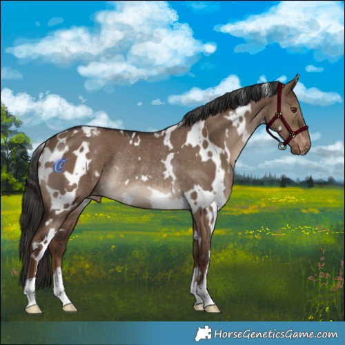 Horse Color:White Spotted Liver Red Dun Appaloosa Rabicano 
