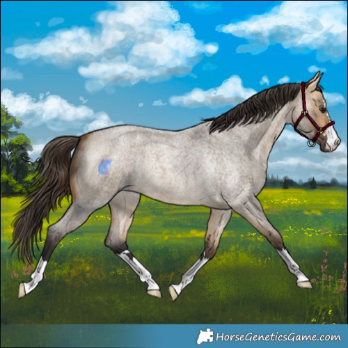 Horse Color:Buckskin Roan Dun 