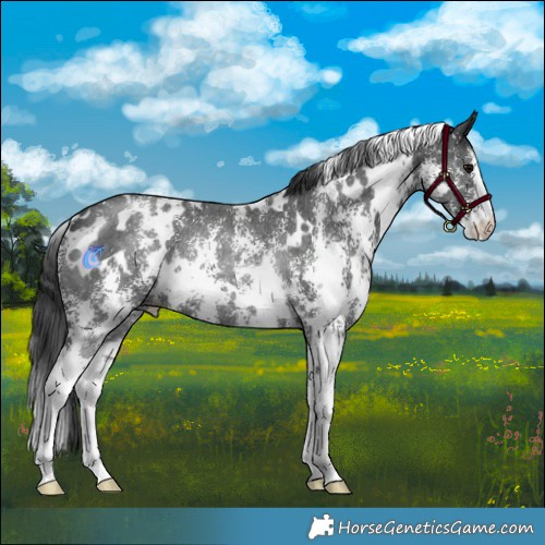 Horse Color:White Spotted Black Sabino Rabicano