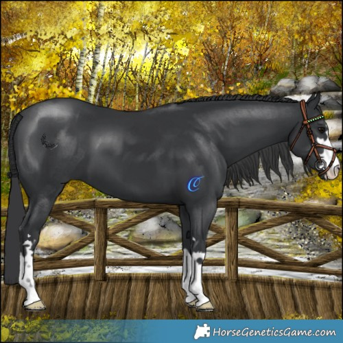 Horse Color:Black 