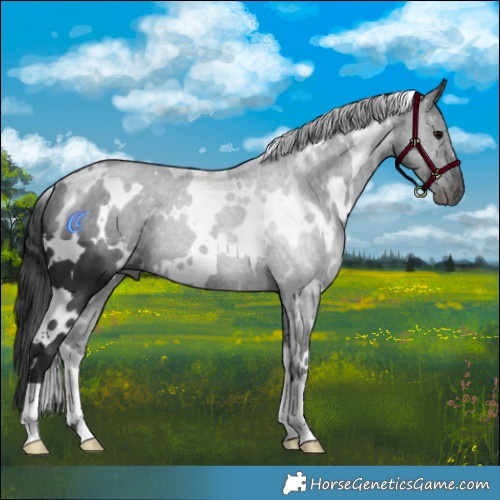 Horse Color:White Spotted Black 