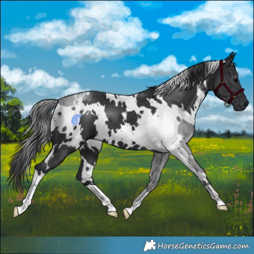 Horse Color:White Spotted Black 