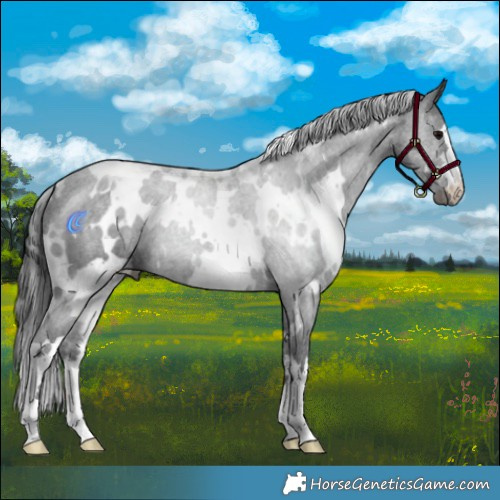 Horse Color:White Spotted Black 