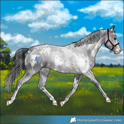 Horse Color:White Spotted Black 