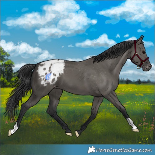 Horse Color:Grullo Appaloosa 