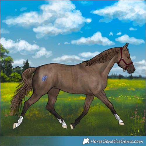 Horse Color:Liver Red Dun Brindle