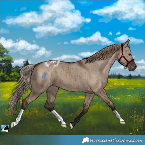 Horse Color:Liver Red Dun Appaloosa Brindle