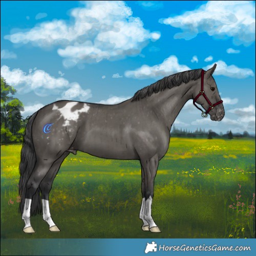 Horse Color:Grullo Appaloosa Brindle