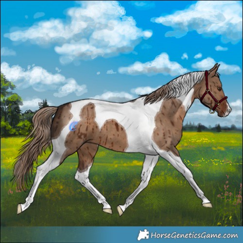 Horse Color:Liver Red Dun Tobiano Brindle 