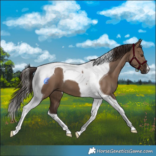 Horse Color:Liver Red Dun Tobiano 