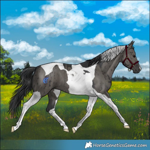 Horse Color:Grullo Tobiano Brindle