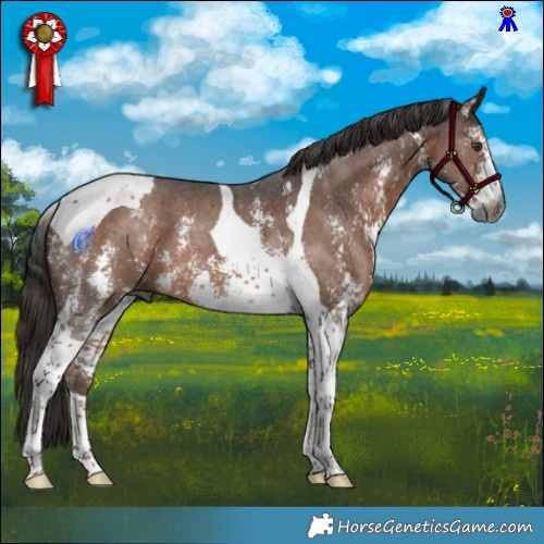 Horse Color:Gray Liver Chestnut Sabino Tobiano