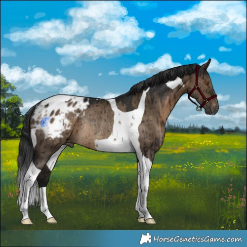 Horse Color:Gray Brown Dun Tobiano Appaloosa Rabicano Brindle 