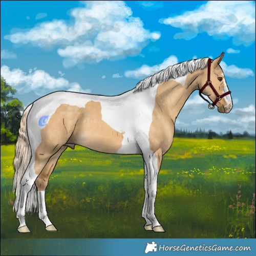 Horse Color:Palomino Dun Tobiano 