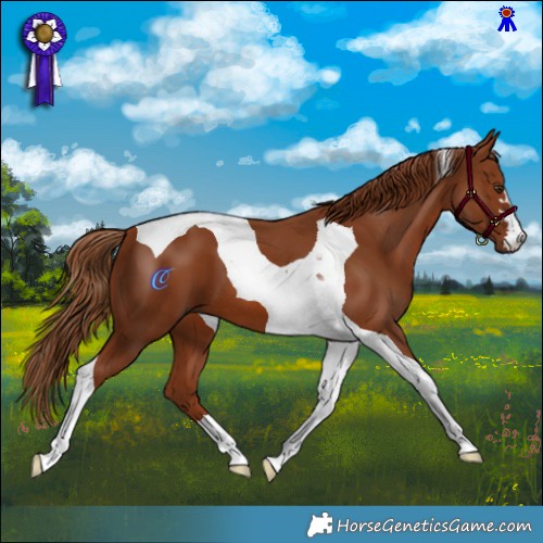 Horse Color:Chestnut Tobiano