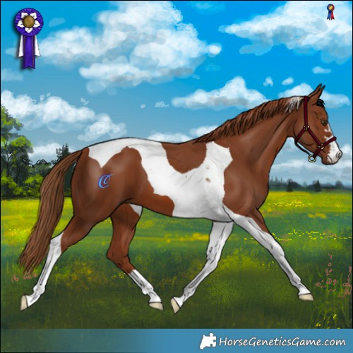 Horse Color:Chestnut Tobiano
