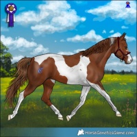 Horse Color:Chestnut Tobiano 