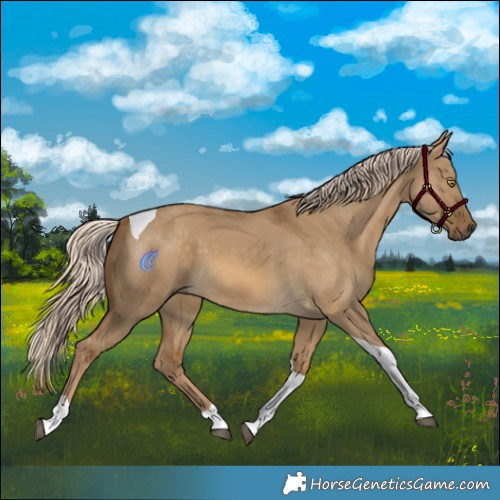 Horse Color:Chocolate Palomino Dun Tobiano 