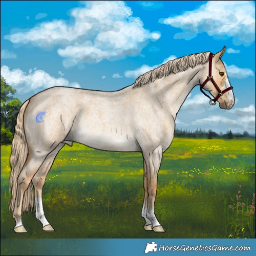 Horse Color:Palomino Roan Dun 