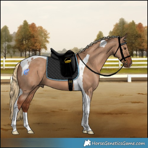 Horse Color:Red Dun Tobiano