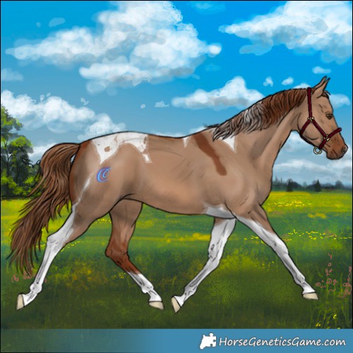 Horse Color:Red Dun Tobiano 