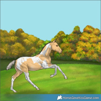 Horse Color:Palomino Tobiano 