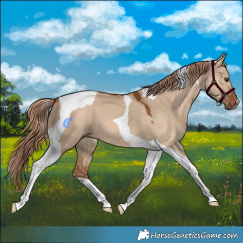 Horse Color:Red Dun Tobiano 