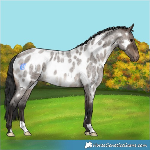 Horse Color:Brown Roan Dun Appaloosa 