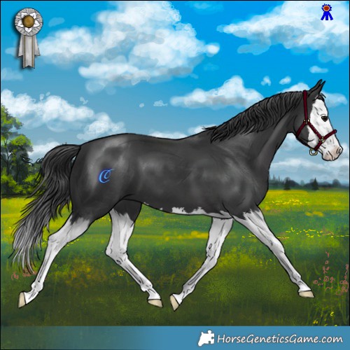 Horse Color:Black Splash 