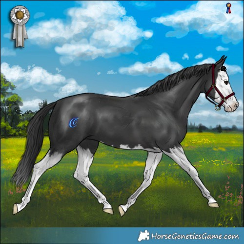 Horse Color:Black Splash 