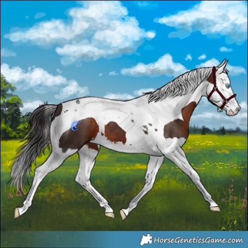 Horse Color:Brown Splash Tobiano 