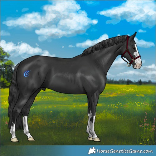 Horse Color:Black 