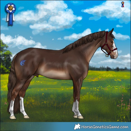 Horse Color:Liver Chestnut