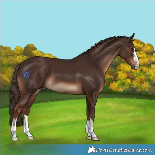 Horse Color:Liver Chestnut 