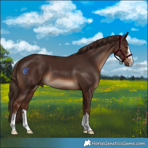 Horse Color:Liver Chestnut 