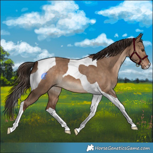 Horse Color:Liver Red Dun Tobiano 