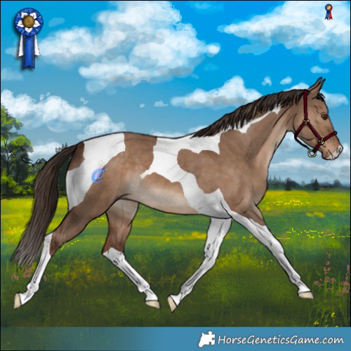 Horse Color:Liver Red Dun Tobiano 
