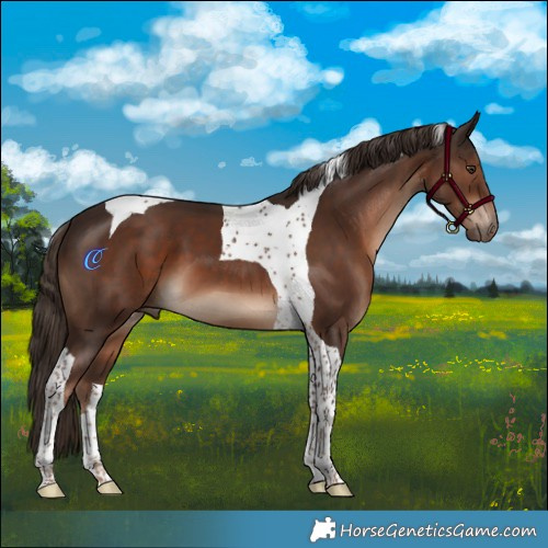 Horse Color:Liver Chestnut Tobiano 
