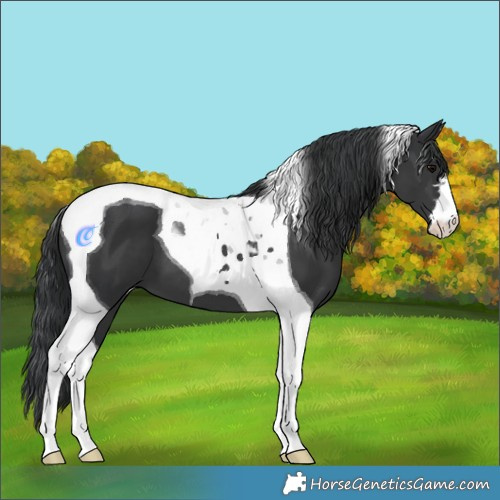 Horse Color:Black Tobiano 