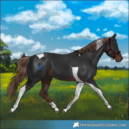 Horse Color:Liver Chestnut Tobiano 