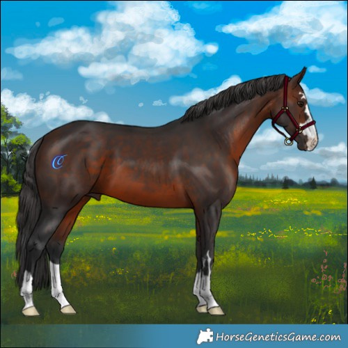 Horse Color:Brown 
