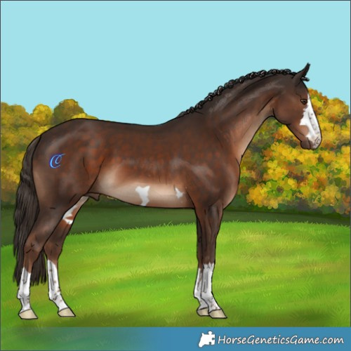 Horse Color:Liver Chestnut 
