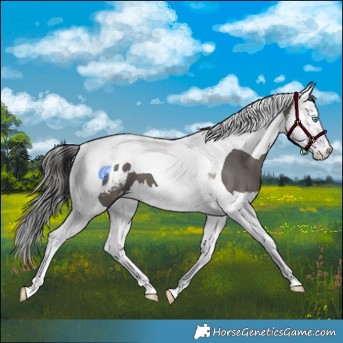 Horse Color:Grullo Splash Tobiano Appaloosa
