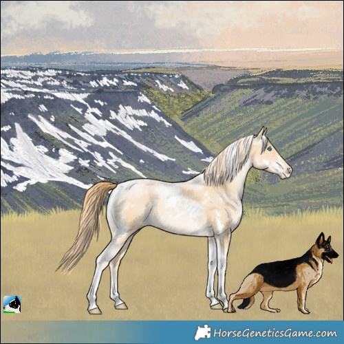 Horse Color:White Spotted Buckskin Snowdrop Tobiano Rabicano